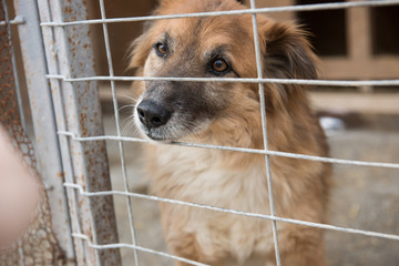 portrait of  dog puppy shelter adopt don't shop cub pup love nose