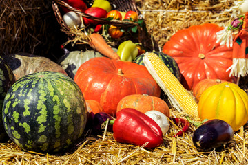 Assortment of fresh  vegetables ( watermelon, pumpkins and zucchini, tomato, corn, pepper)  on the background of straw.  Autumn harvesting. Natural still life for healthy food.