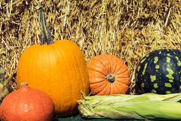 Assortment of fresh  vegetables ( watermelon, pumpkins, zucchini, corn)  on the background of straw.  Autumn harvesting. Natural still life for healthy food.