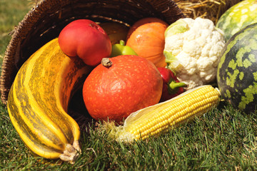 Assortment of fresh  vegetables ( watermelon, pumpkins and zucchini, tomato, corn, pepper) in the old wicker basket on the background of straw.  Autumn harvesting/ Natural still life for healthy food.