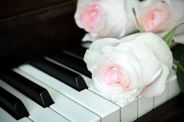 Close-up pale pink roses are lying on old piano keyboard.