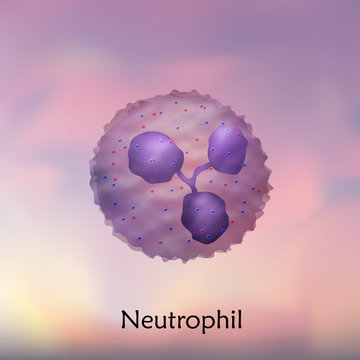 Leukocytes. Neutrophil. White blood cell. Blurred background, vector medical illustration.