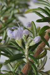 Rosemary in flower