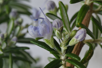 Rosemary in Flower