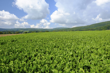 Fototapeta na wymiar Agricultural field with sugar beet plants.