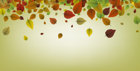 Autumn background with colorful leaves.