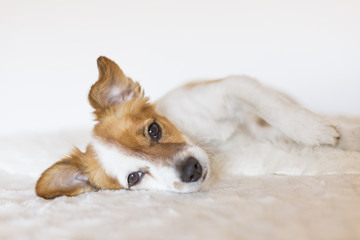 portrait of a cute young little dog sleeping on bed. White background. Love for animals concept.  Pets indoors.