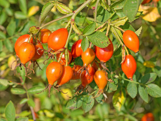 Hagebutten, Rosa canina, Hundsrose