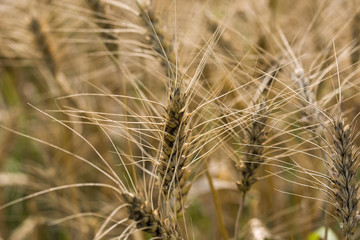 Zboże © piotrwolak