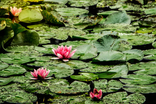 Water Lilies in Monet's Garden - Giverny, France