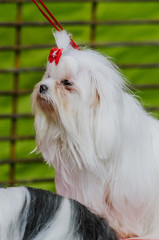 dog shih-tzu takes part in dog show
