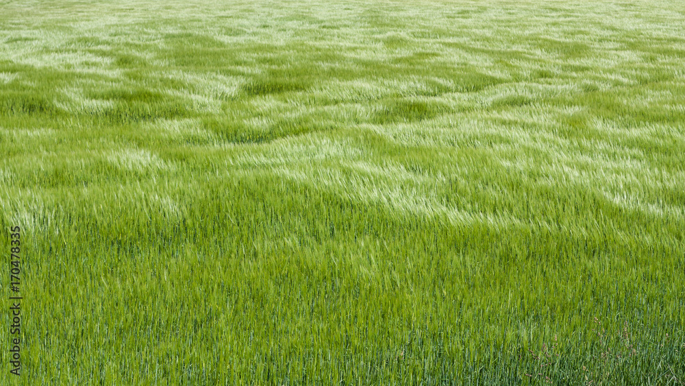 Wall mural Natural green grass with the waves of wind. background texture. Element of design. Waves of wind rolling through fields of long grass of wheat