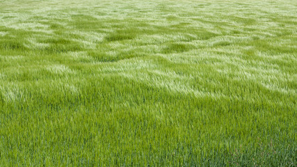 Natural green grass with the waves of wind. background texture. Element of design. Waves of wind...