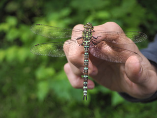 Dragonfly sitting on her hand. A green dragonfly sits on a man's hand on green natural background. - Powered by Adobe