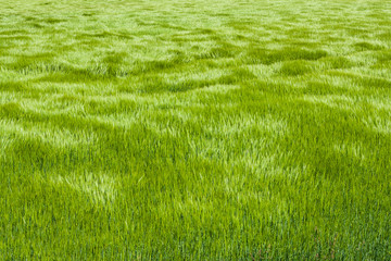 Natural green grass with the waves of wind. background texture. Element of design. Waves of wind...