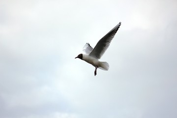 Fototapeta na wymiar a flying gull among the clouds