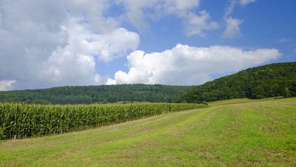Agricultural field with sugar beet plants.