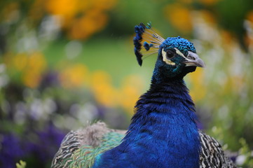 Obraz premium Peacoc, Lazienki Park, Warsaw