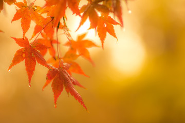 autumnal background, slightly defocused red marple leaves with water drops