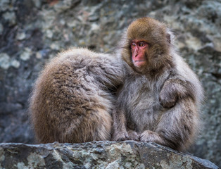 Snow monkey or Japanese Macaque in hot spring onsen