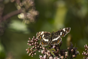 Papillon du marais de Montfort - Grésivaudan - Isère.