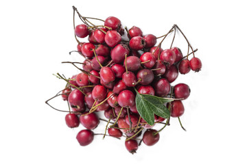 pile of red hawthorn berries Crataegus cut out on white background in studio