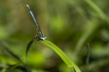 Libellules du marais de Montfort - Grésivaudan - Isère.