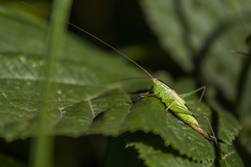 Insectes du marais de Montfort - Grésivaudan - Isère.