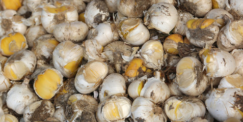 flower bulbs for sale in the specialized florists market