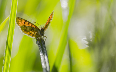Obraz premium Papillon du marais de Montfort - Grésivaudan - Isère.