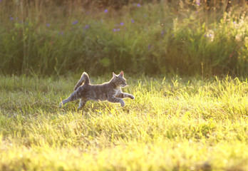 beautiful striped cat is a fun and graceful running through a summer meadow, raising his paws
