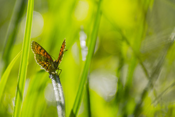 Papillon du marais de Montfort - Grésivaudan - Isère.