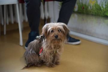 portrait of  dog puppy shelter adopt don't shop cub pup love nose