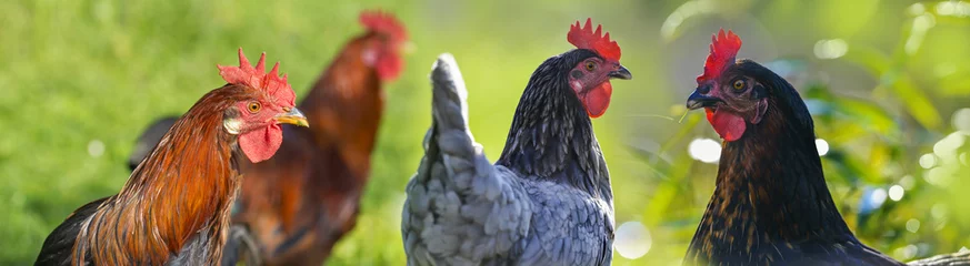 Printed kitchen splashbacks Chicken hen and rooster in the garden on a farm - free breeding