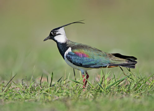 Lapwing in breeding plumage on green blurry background.