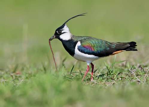 Lapwing in breeding plumage with worm in beak on green blurry background.