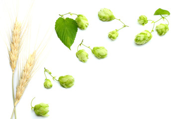 Beer brewing ingredients Hop and wheat ears isolated on a white background. Beer brewery concept. Beer background. Top view with copy space