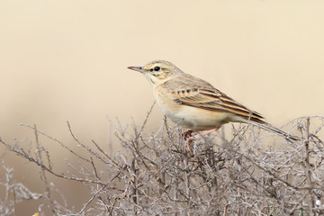 The tawny pipit (Anthus campestris) close up view