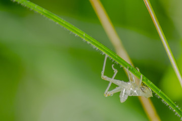 Araignée du Marais de Montfort - Grésivaudan - Isère.
