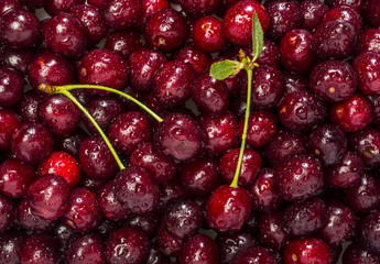 Freshly red cherry berries with water droplets. Healthy food background