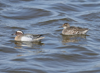 The garganey (Spatula querquedula) on the water. Female and male both close up view.