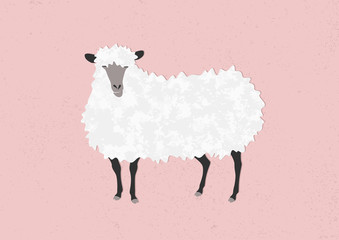 Naklejka premium Ilustracja wektorowa owiec