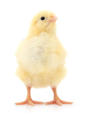 Small yellow chicken