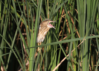 Young little bittern sits on the reed and calling parents for food. Wide open beak with tongue.