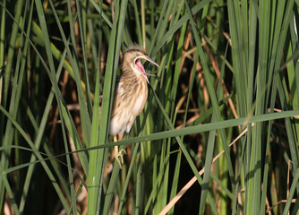 Young little bittern sits on the reed and calling parents for food. Wide open beak with tongue.