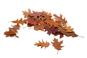 Autumn brown dried leafs of oak