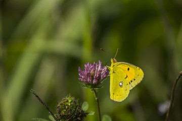 Papillon du marais de Montfort - Grésivaudan - Isère.