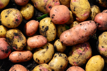 Background of potatoes of different varieties