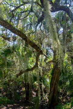 tropical swamp area with spanish moss
