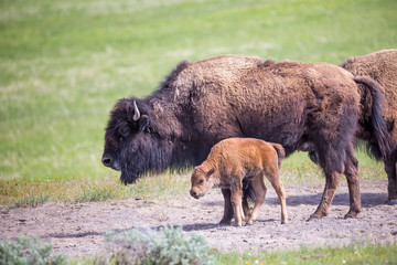 Fototapeta premium Bison